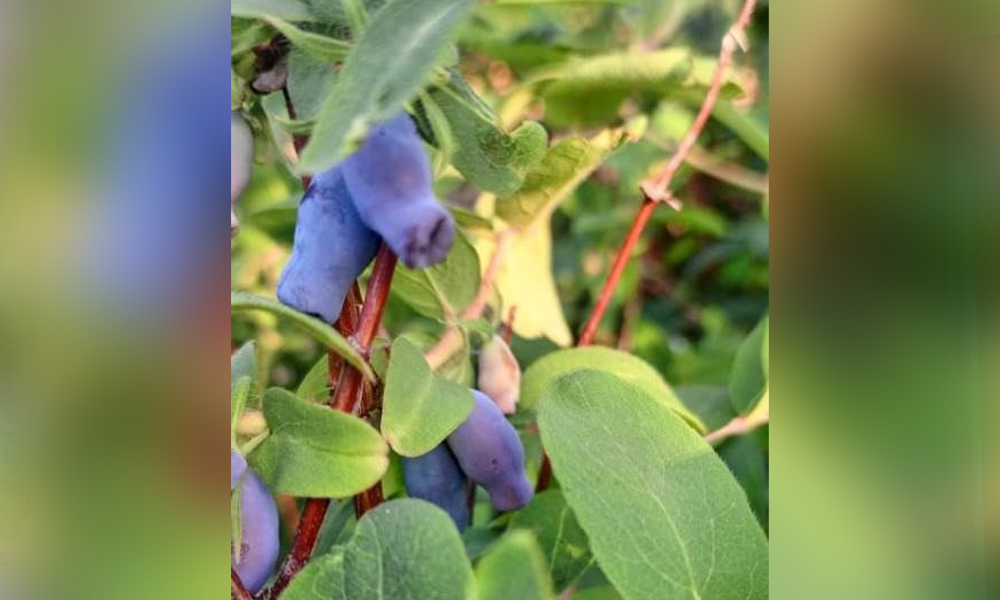 В Тарском районе созрела жимолость