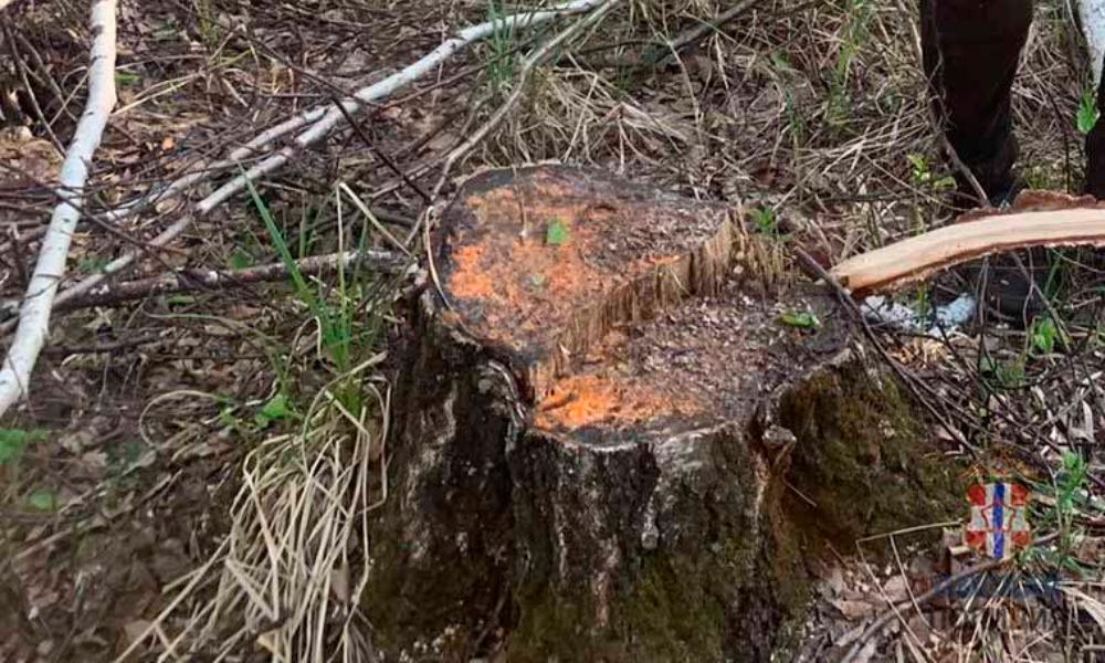 В Омской области четверых местных жителей задержали за  вырубку  более 200 деревьев