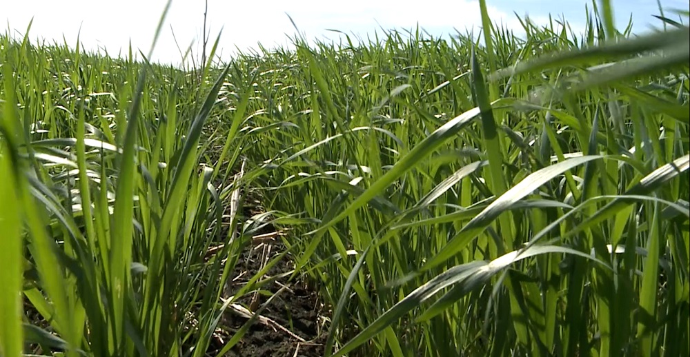 Сразу в двух районах Омской области ввели режим ЧС