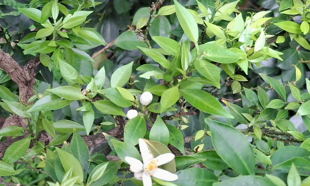 В омском ботаническом саду распустились цитрусовые