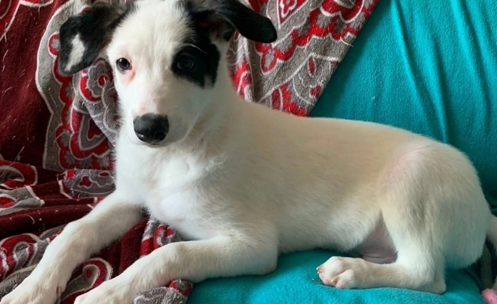 В Омске пристраивают щенков, которых спас от смерти полицейский Алексей Копейкин