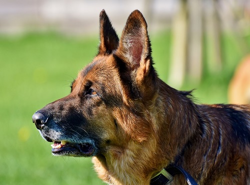 В Омске овчарка чуть не загрызла йоркширского терьера