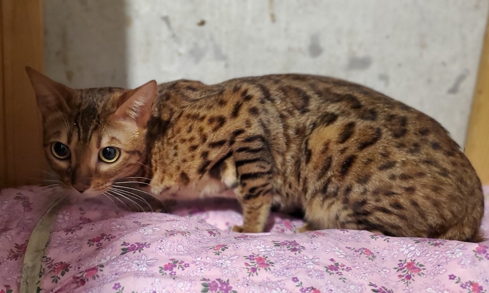 Спасли 27 котов: омский приют не оставил в беде бенгалов