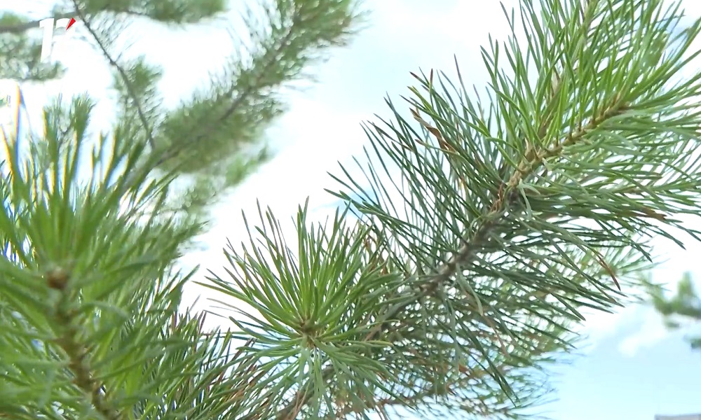 Около ТЦ «Омский» спилили многолетние хвойные деревья