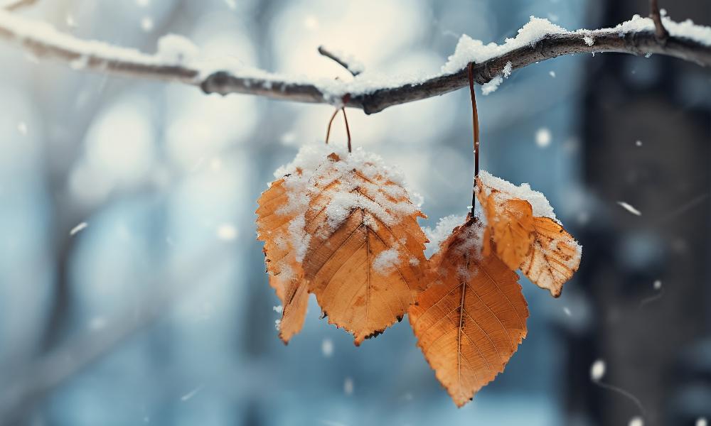 Долгожданный первый снег: стало известно, когда омичам ждать похолодания и осадков