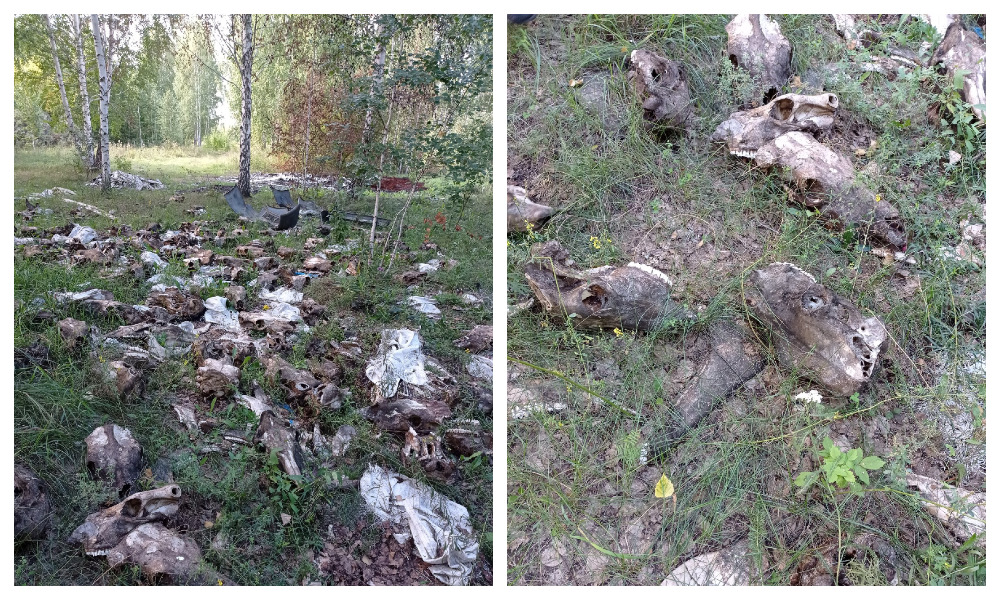  В Октябрьском округе обнаружили стихийный скотомогильник [обновлено]