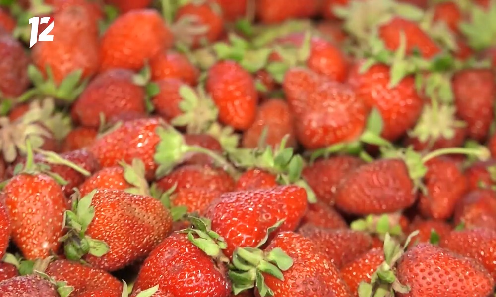 В Омскую область пытались ввезти 2,9 тонны заражённой повиликой клубники