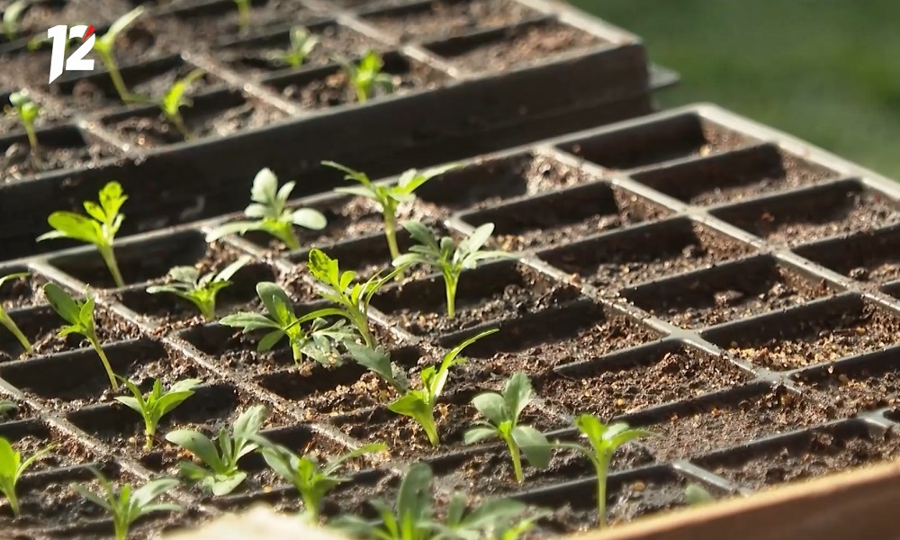 Омичам сообщили, когда в городе пройдёт традиционная ярмарка «Весенний сад»