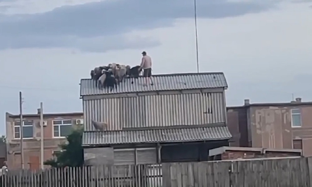 В Омской области овцы оказались на крыше сарая