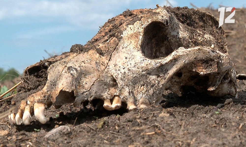 В Калачинском районе обнаружили скотомогильник в особо охраняемой природной зоне