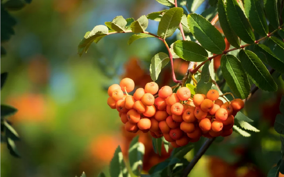 Гололёд и +7 градусов: в Омске ожидается резкое потепление 