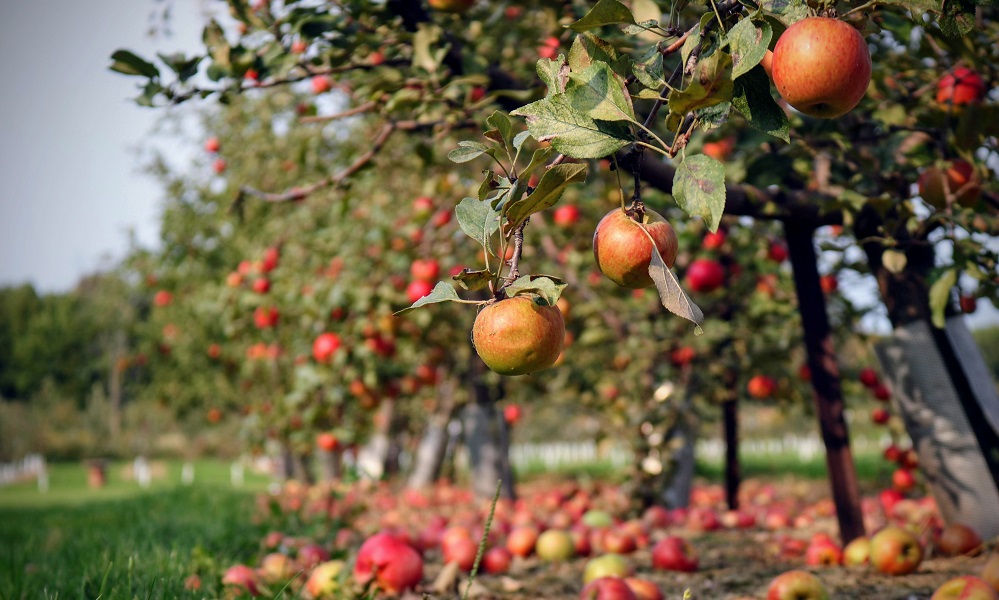 В омской Рябиновке высадят яблоневый сад
