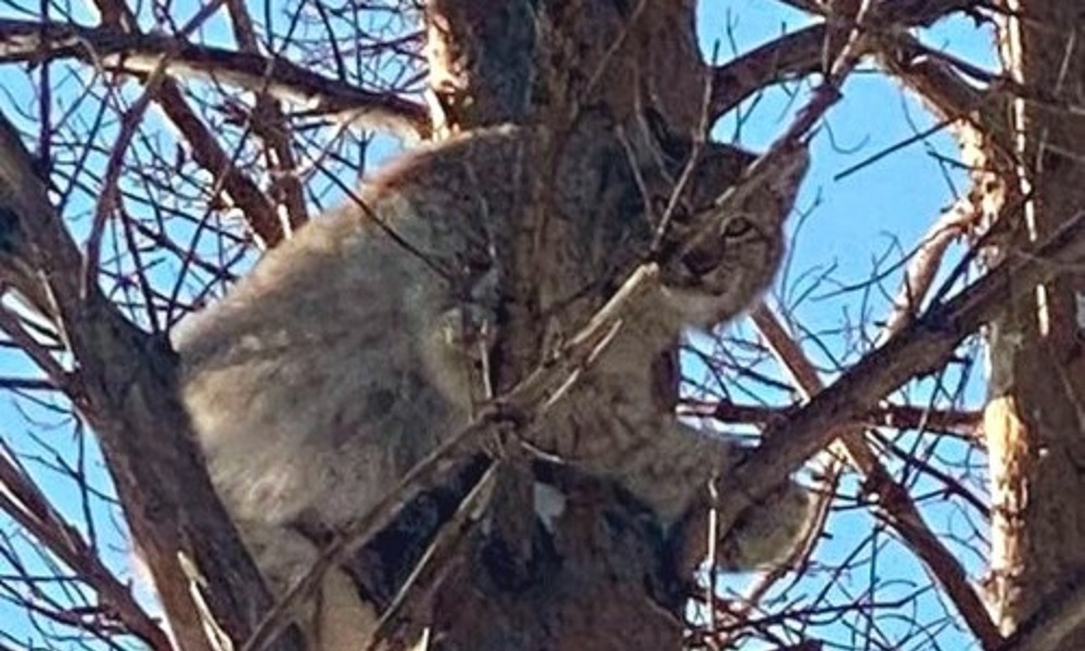 Рысь попала в объектив камеры в Крутинском районе