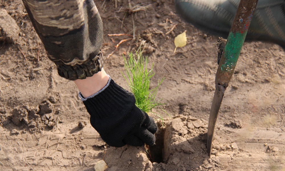 В Омской области лесоводы высадили деревья на площади 957,7 га 