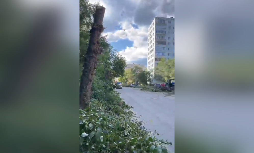 В мэрии Омска сообщили, что на Волочаевской высадят столько же новых деревьев, сколько срубили