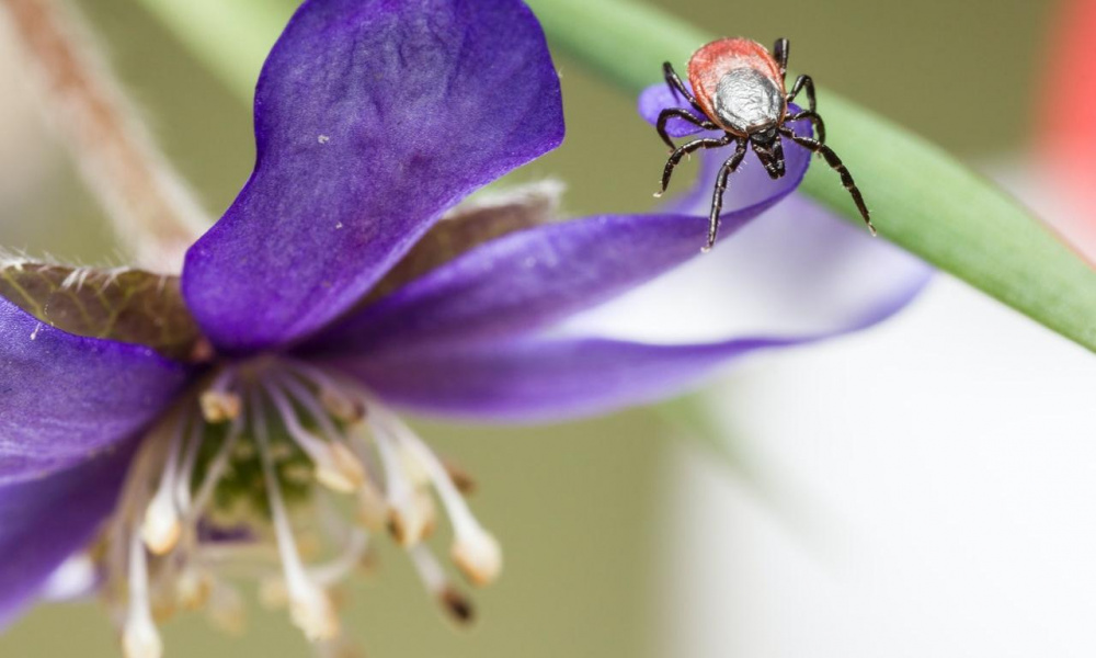 В Омской области от укусов клещей пострадали больше 1500 детей