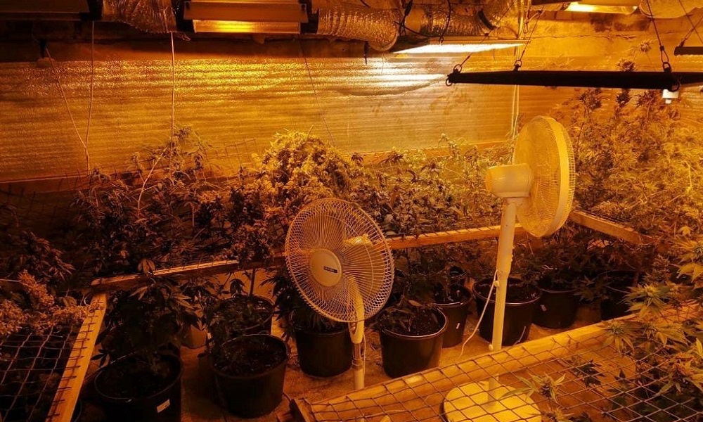 Омич в деревне выращивал 21 куст конопли как «обезболивающее средство с расслабляющим эффектом»