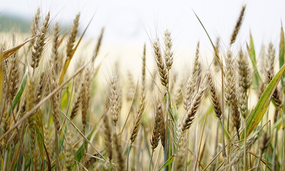 На следующей неделе суд начнёт рассматривать дело об омском «Зерне Сибири»