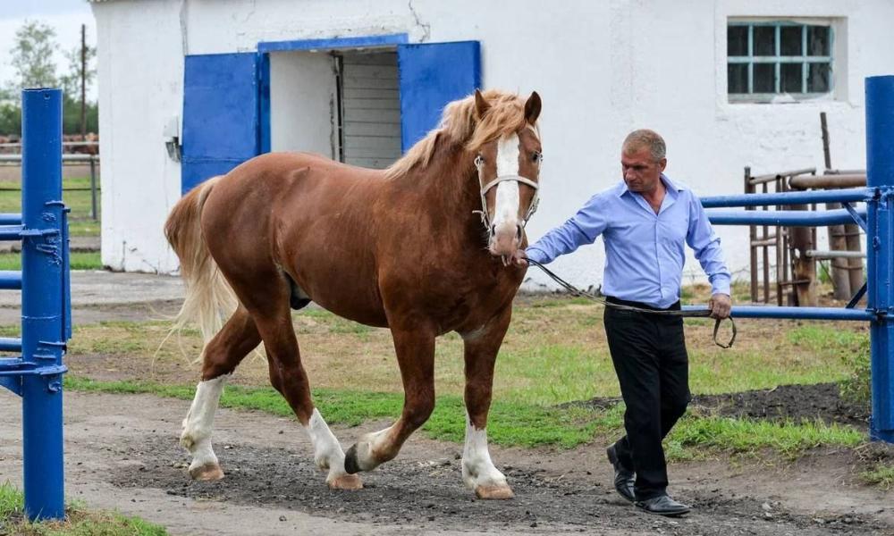 Виталий Хоценко совместно с Дмитрием Патрушевым посетили племенной конный завод «Омский»