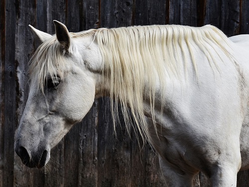 Лошадь в омском парке предсказала победу "Авангарда"