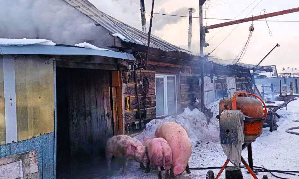 Сотрудники МЧС спасли сто цыплят и трёх поросят 