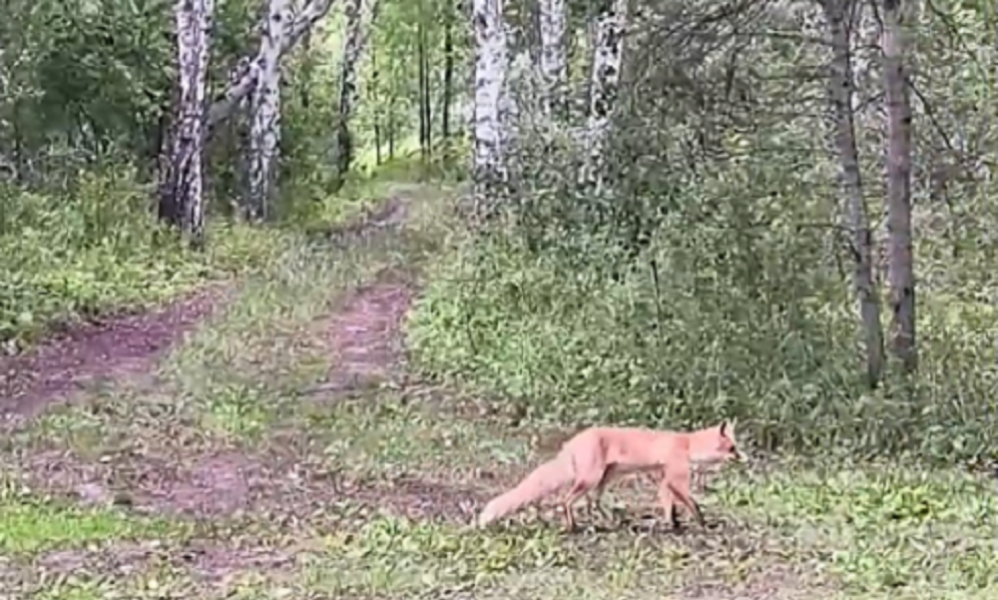 В Азовском районе лиса вышла к людям