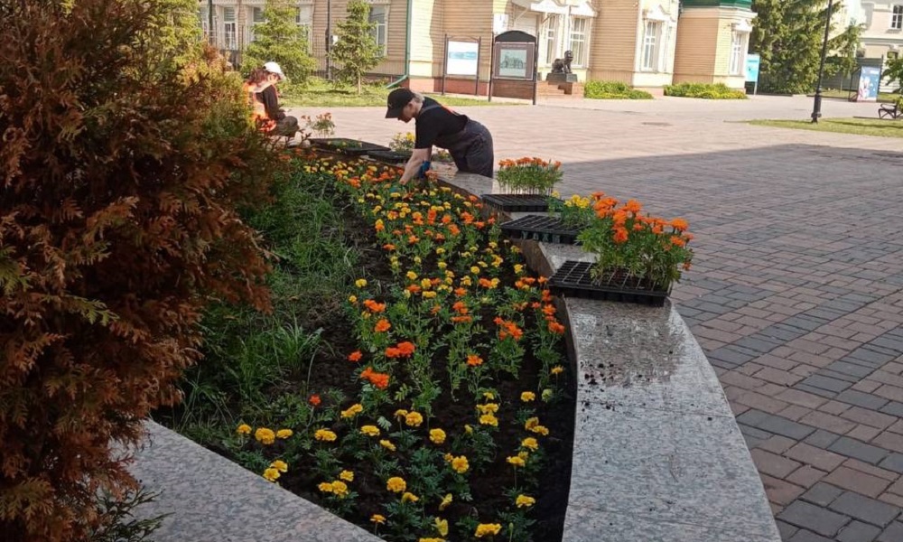 На омских цветниках и клумбах высадили уже 140 тысяч цветов
