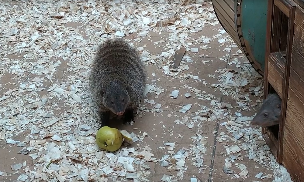 Омичей попросили не приносить яблоки и груши в Детский экоцентр
