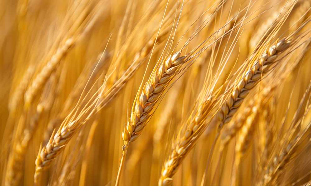 Производство сельхозпродукции в Омской области выросло на 5,7%