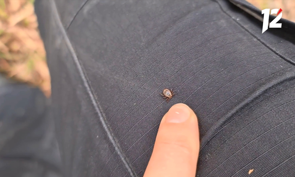 В Омске ищут исполнителя, который обработает от клещей дендросад имени Гензе и дендропарк имени Комиссарова