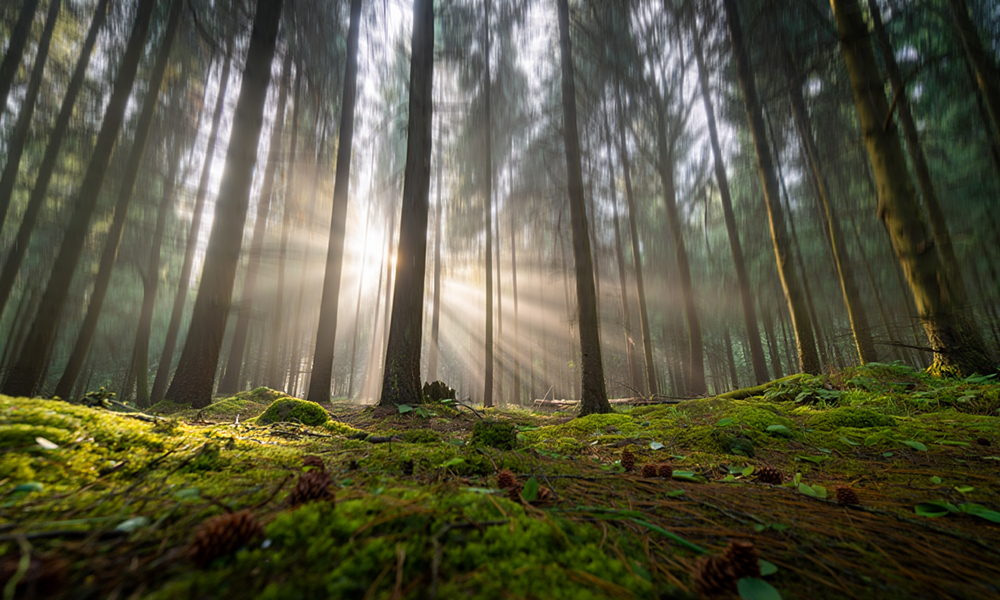 В Тарском районе открыли грибной сезон