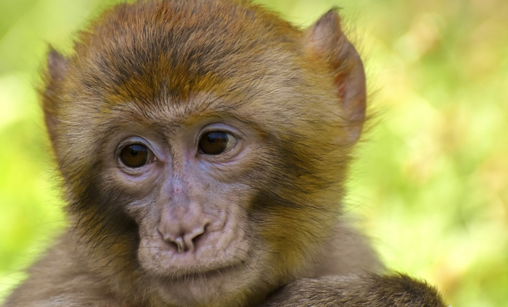  Российские экологи предложили запретить уличным фотографам эксплуатировать питомцев как экспонаты для фото