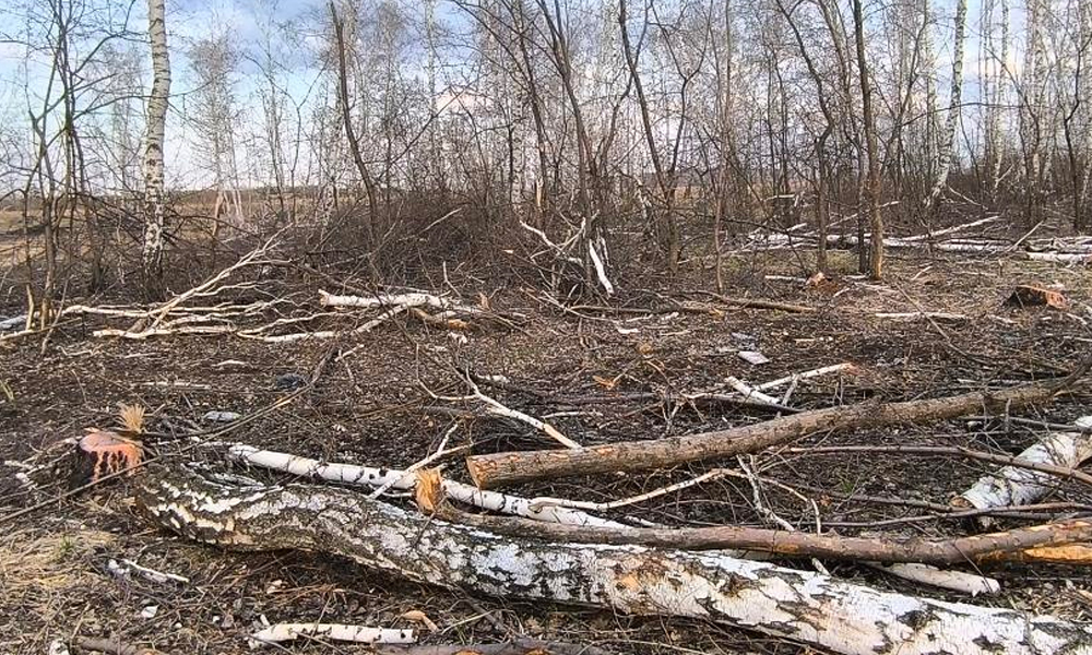 Жители Полтавского района решили проблему захламления леса с помощью госуслуг