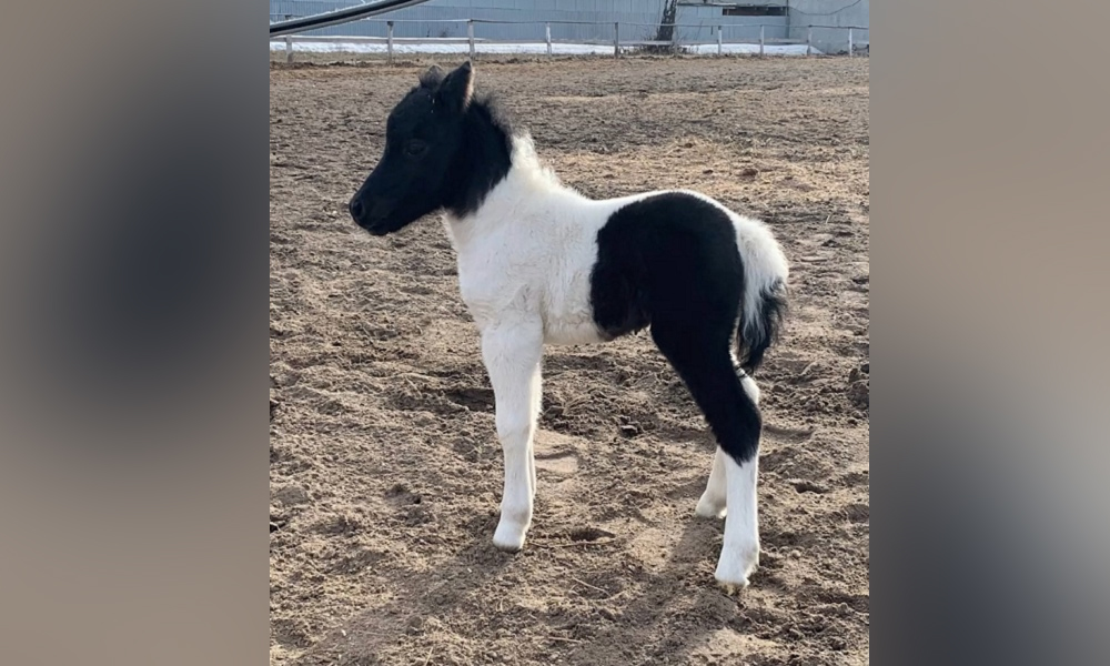 В омском конном клубе родился пони пегой масти