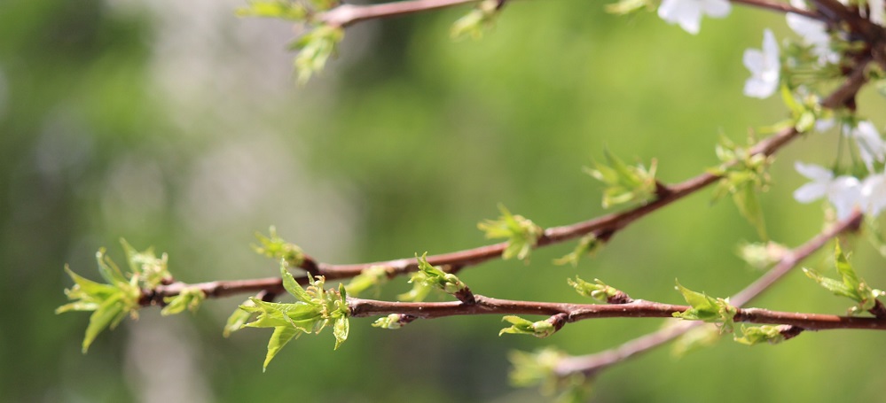 В Омске на Иртышской набережной высадили 75 молодых деревьев