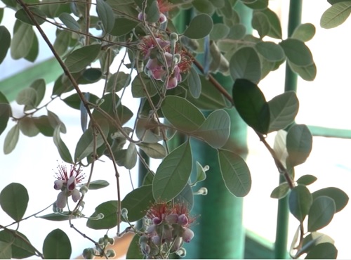 Омские агрономы  обучат шербакульцев всем тонкостям высаживания цветов