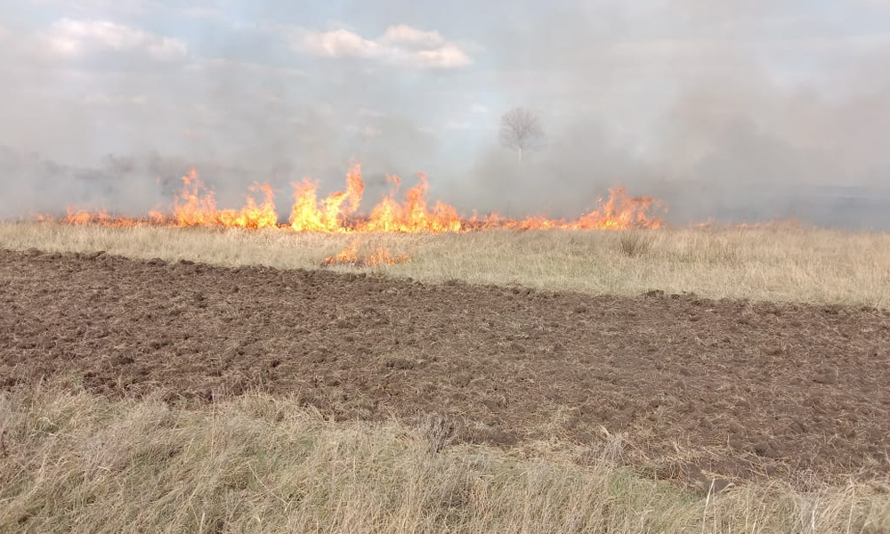 За три майских дня в Омской области потушили пять лесных пожаров