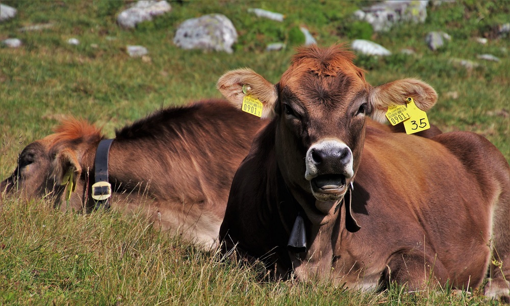 В Омской области на карантин отправили больше 100 голов сельскохозяйственных животных 