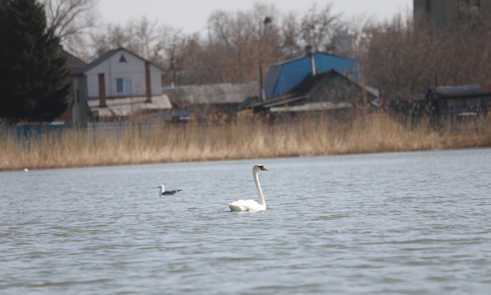 В Омске замечены редкие лебеди-шипуны 