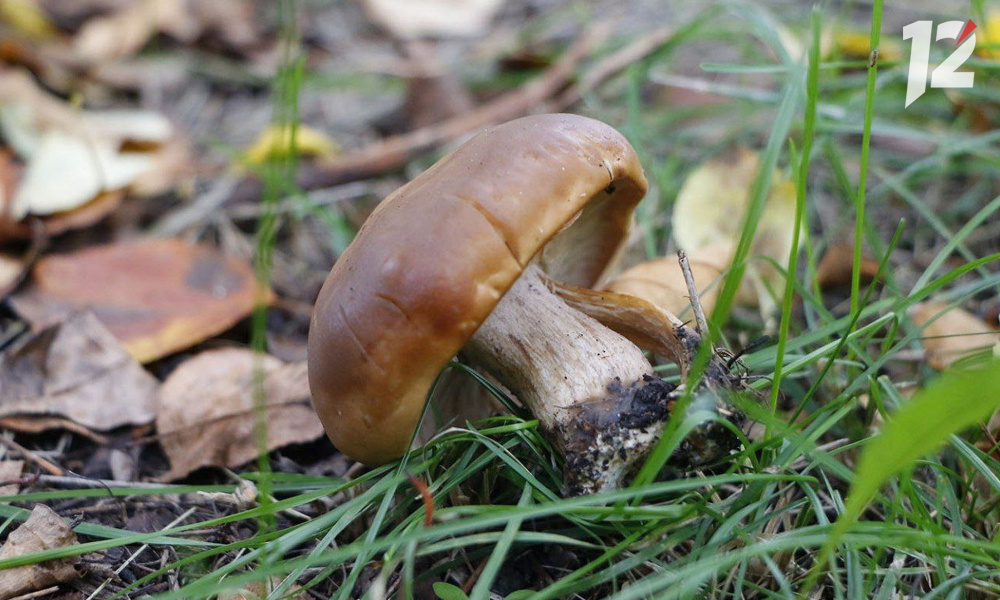 Тихая охота: в Омской области начали появляться первые грибы 
