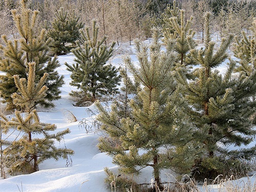 Омская область в этом году получит 43,5 млн рублей на восстановление лесов