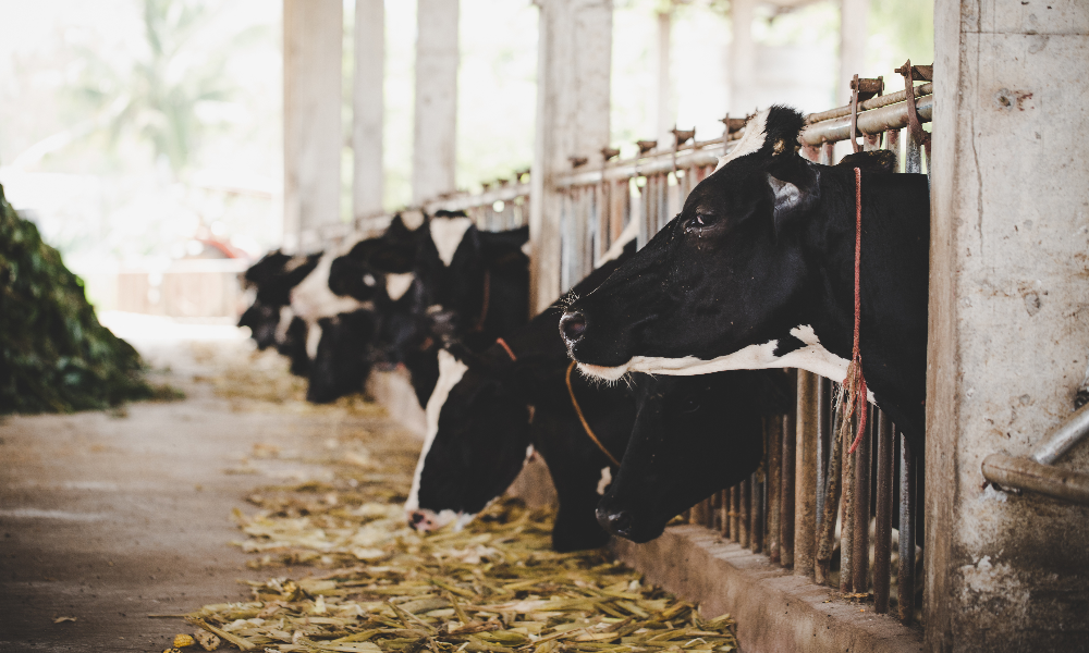 В Омской области ввели карантин из-за лейкоза