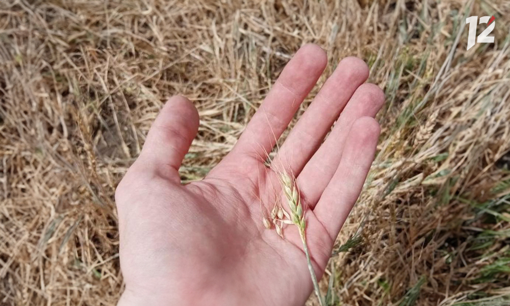 Из Омска в Казахстан не выпустили 15 тонн пшеницы