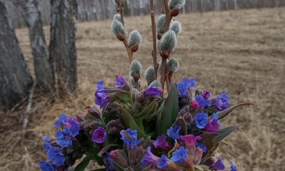 В северных районах Омской области зацвели первые весенние цветы