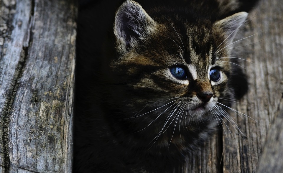 В Омской области будут судить живодёра, который жестоко убил котёнка на глазах у детей