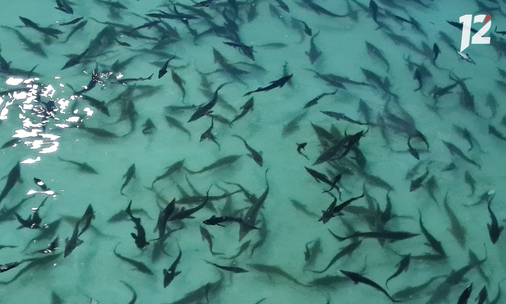 Двух жителей Омской области подозревают в незаконной ловле видов рыб, занесённых в Красную книгу России