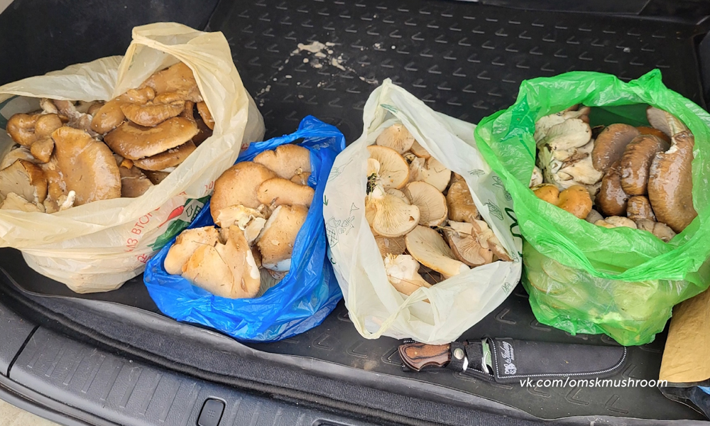 В пригороде омичи продолжают собирать грибы