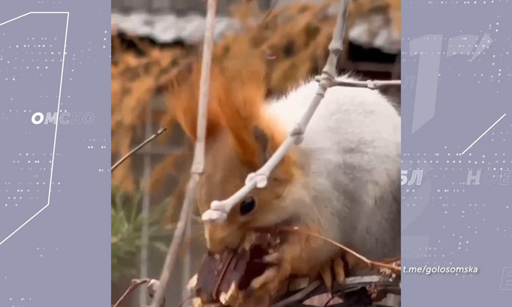 Омичи сняли прожорливую белку, которая решила полакомиться сладостями