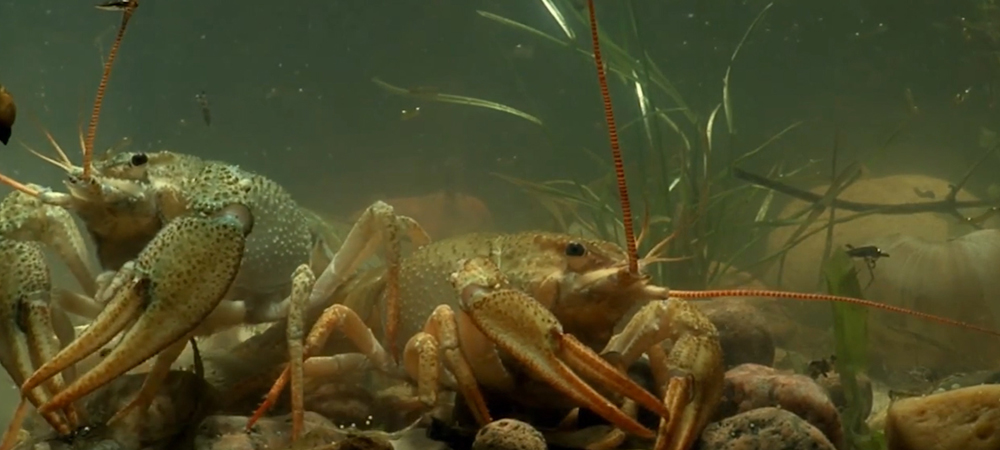 Омич поймал в Иртыше рака