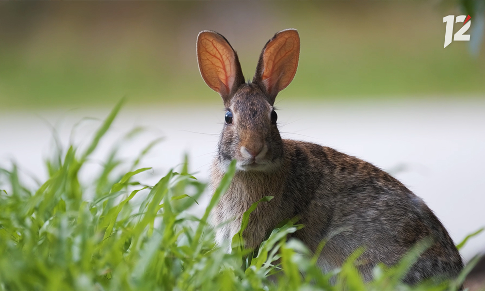 Омичи в разных концах города повстречали зайца и лисицу